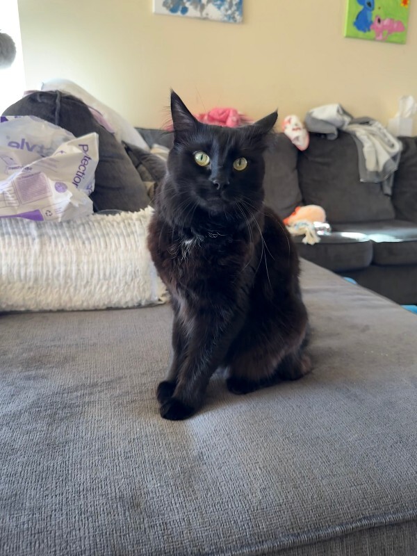 Picture of the Animal Listed