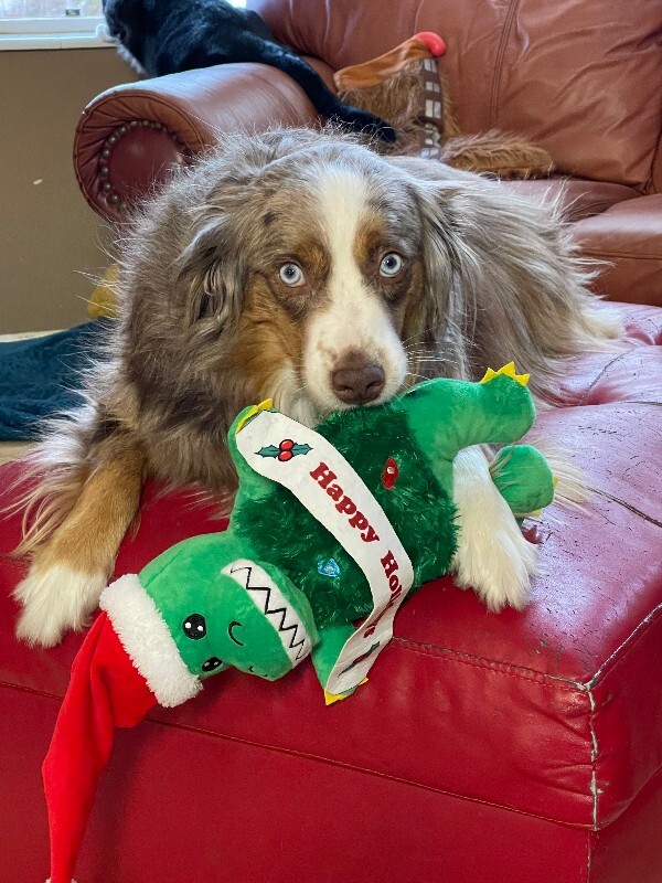 Picture of the Animal Listed