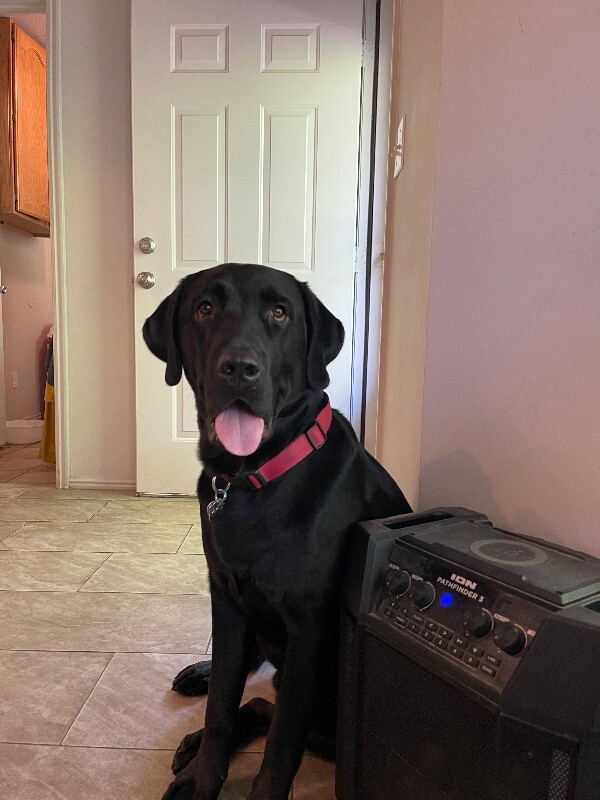 Picture of the Animal Listed