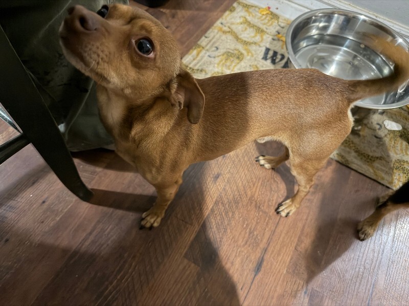 Picture of the Animal Listed