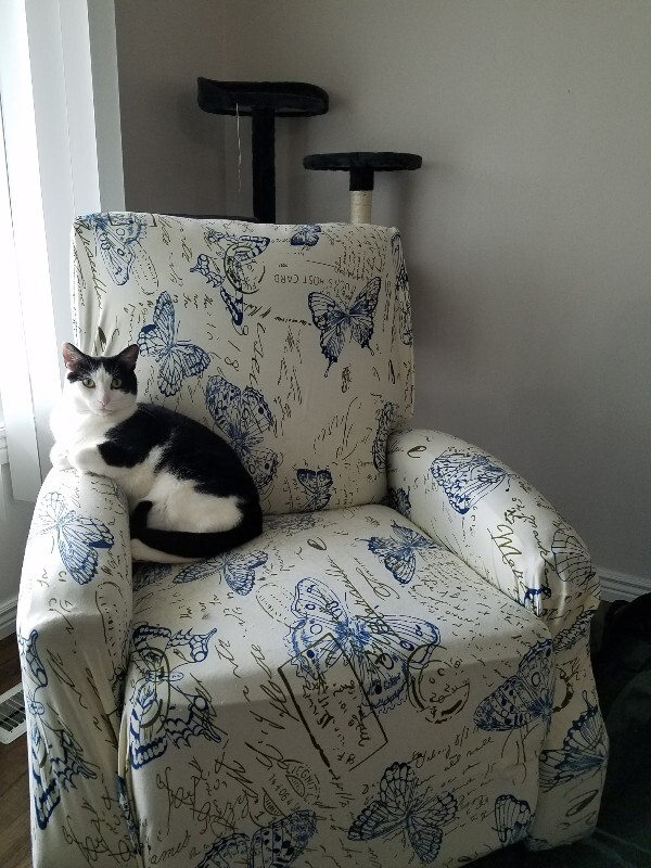 Picture of the Animal Listed