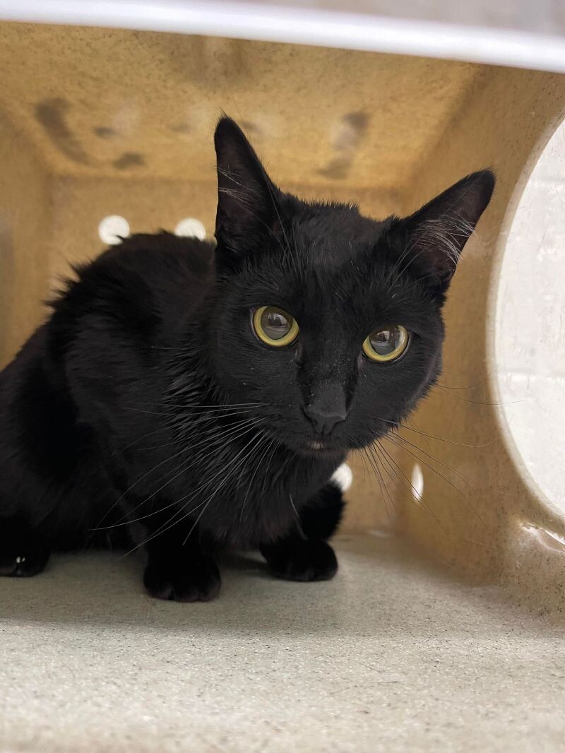 Picture of the Animal Listed