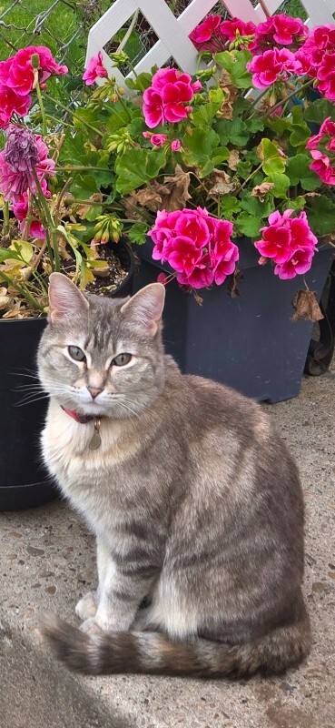 Picture of the Animal Listed