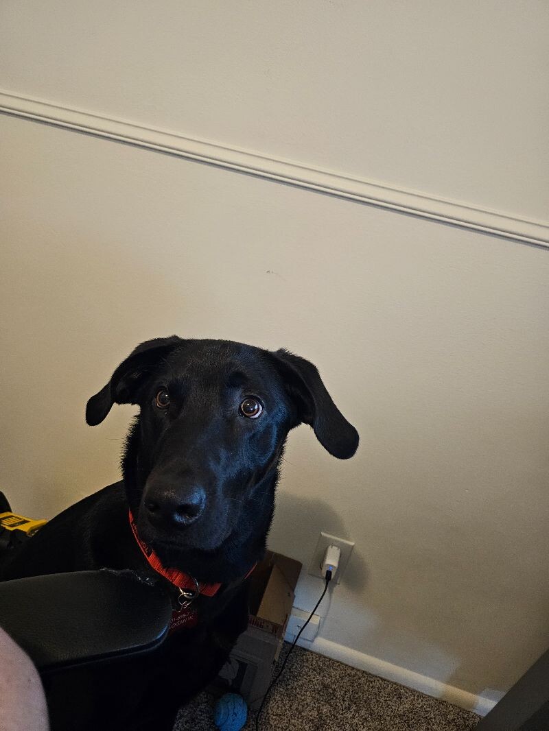 Picture of the Animal Listed