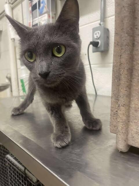 Picture of the Animal Listed