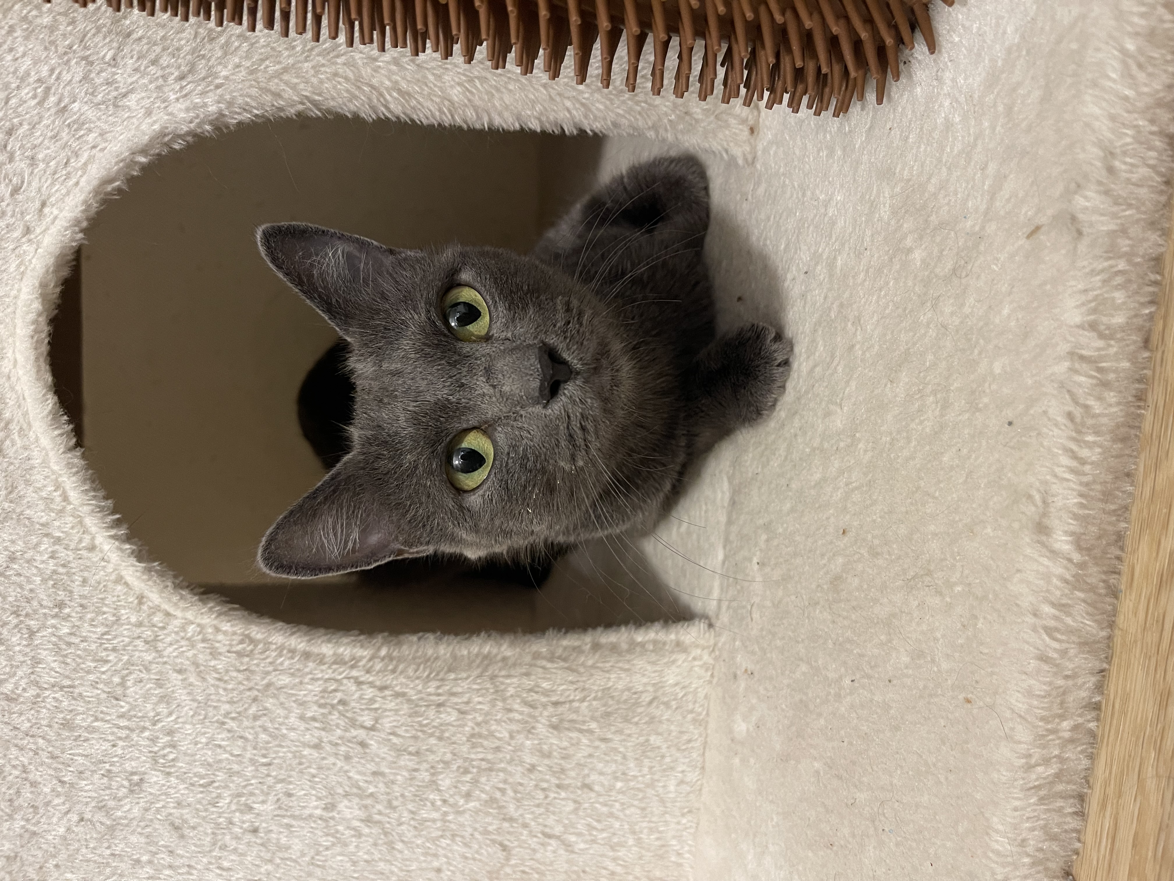 Picture of the Animal Listed