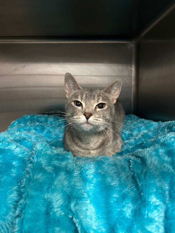 Picture of the Animal Listed