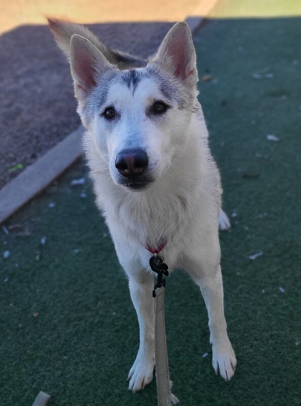 Picture of the Animal Listed