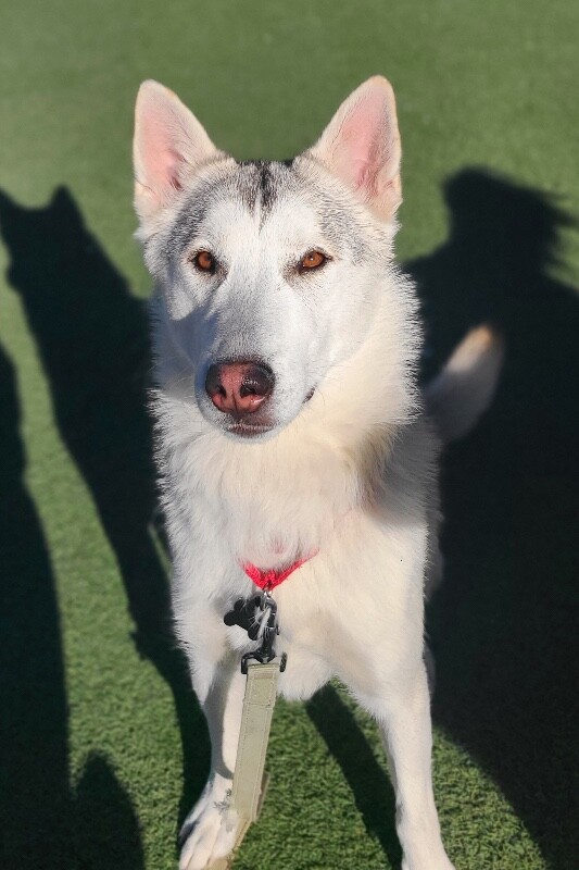 Picture of the Animal Listed