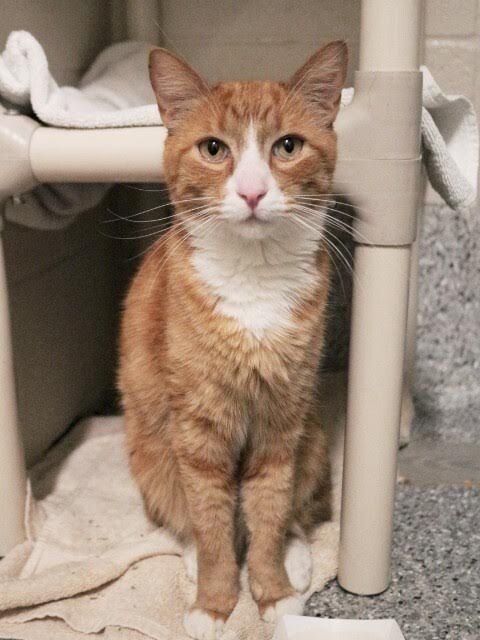 Picture of the Animal Listed