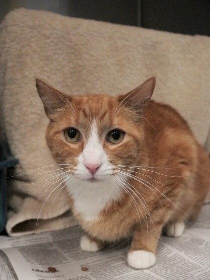 Picture of the Animal Listed