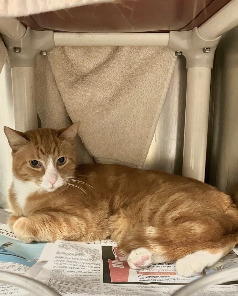 Picture of the Animal Listed