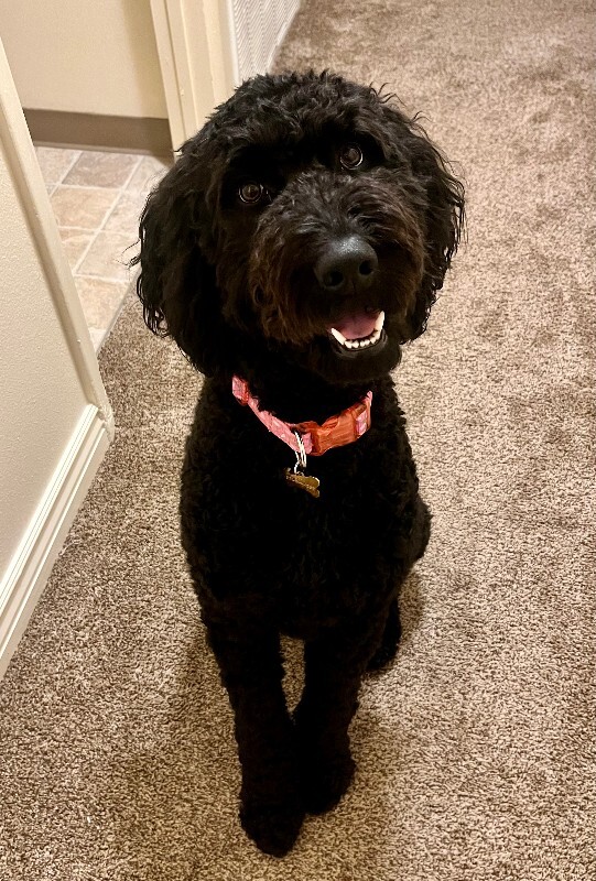 Picture of the Animal Listed