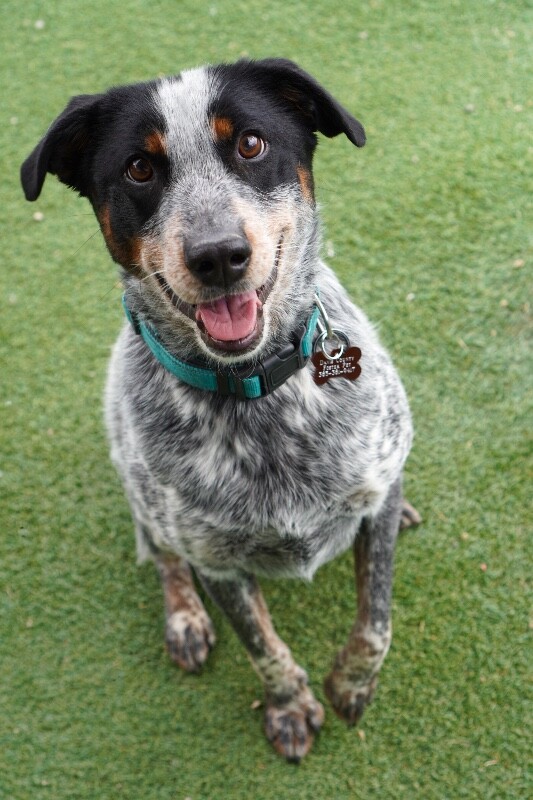 Picture of the Animal Listed