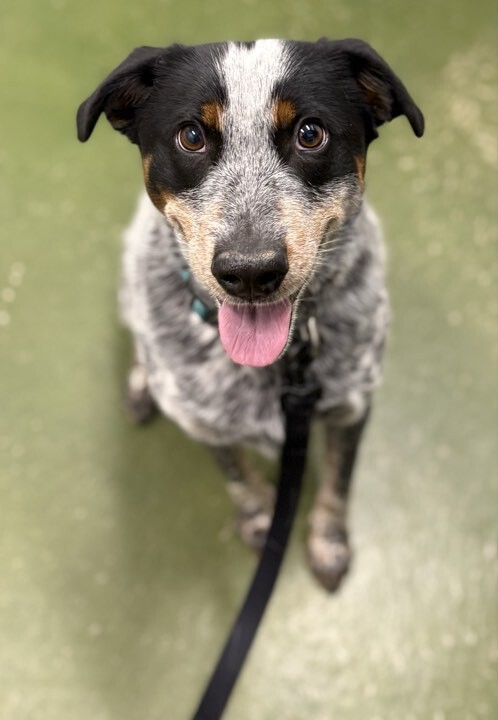 Picture of the Animal Listed