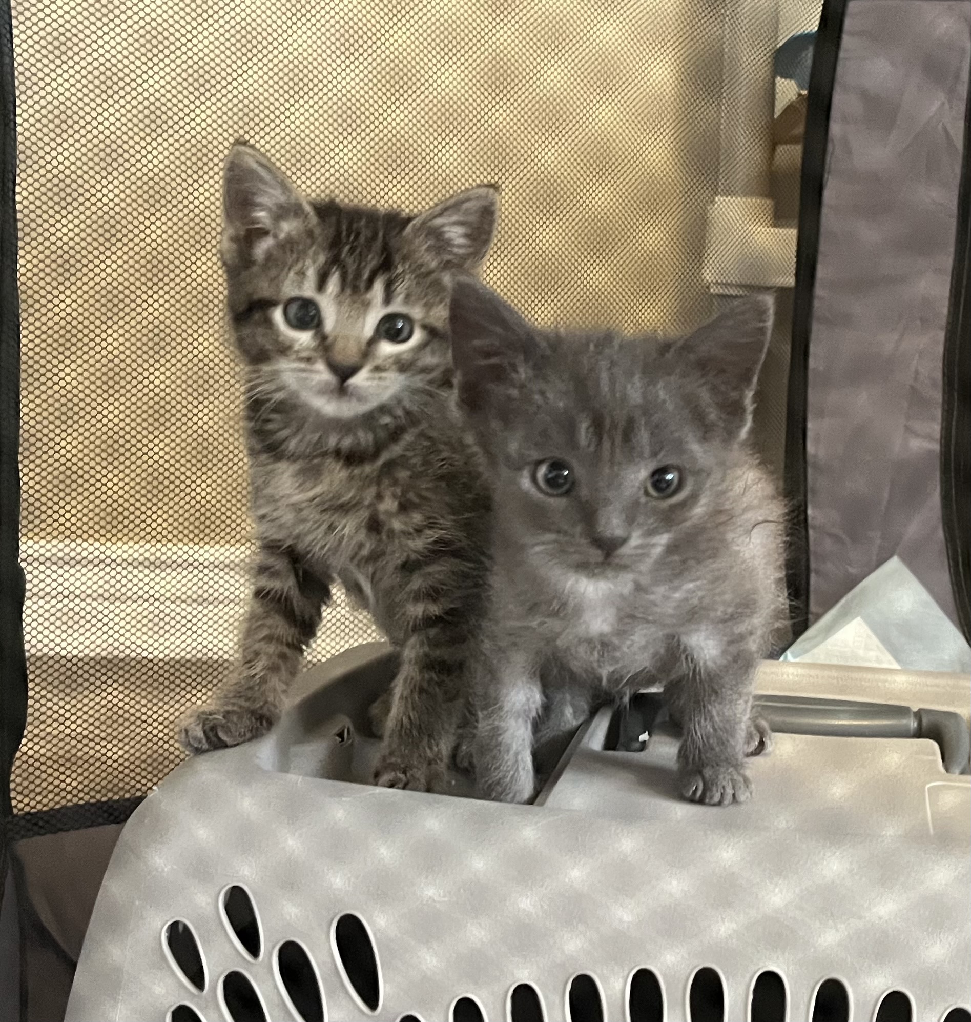 Picture of the Animal Listed