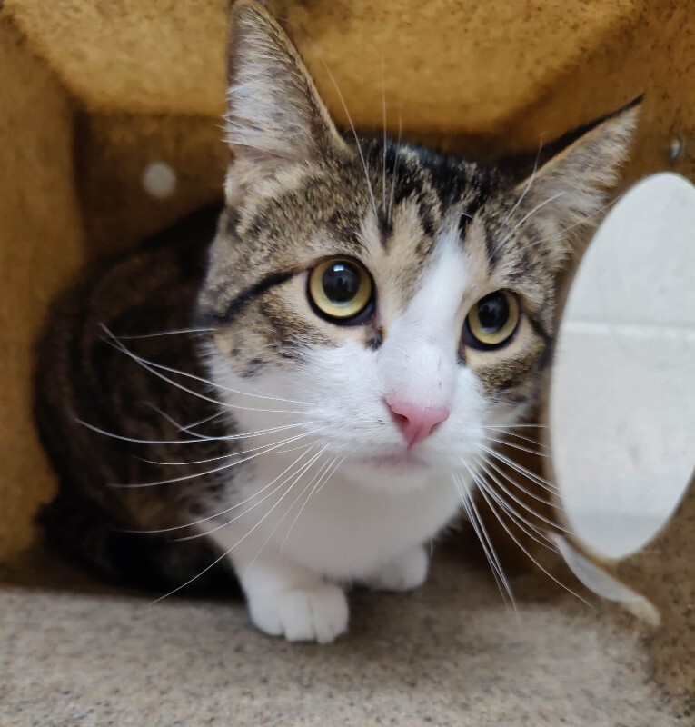 Picture of the Animal Listed