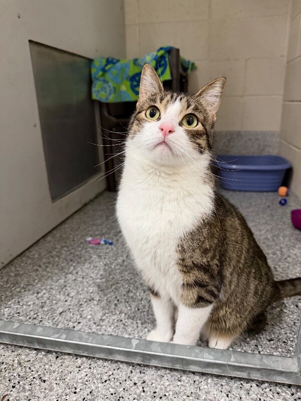 Picture of the Animal Listed