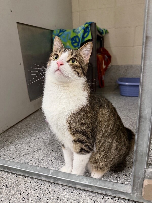 Picture of the Animal Listed