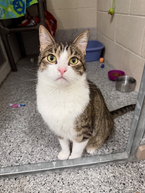 Picture of the Animal Listed