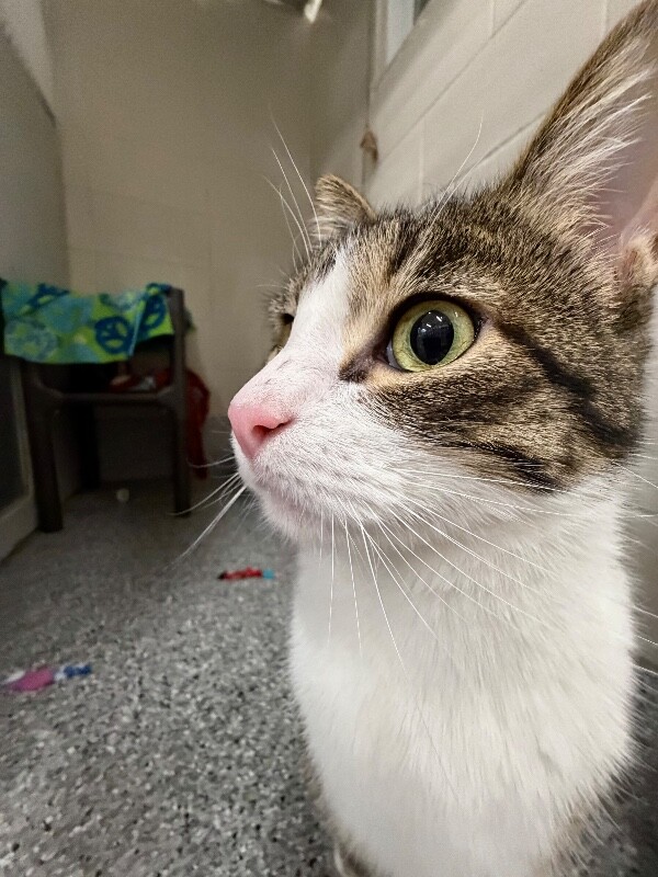 Picture of the Animal Listed