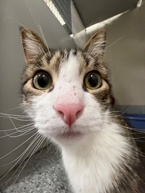 Picture of the Animal Listed