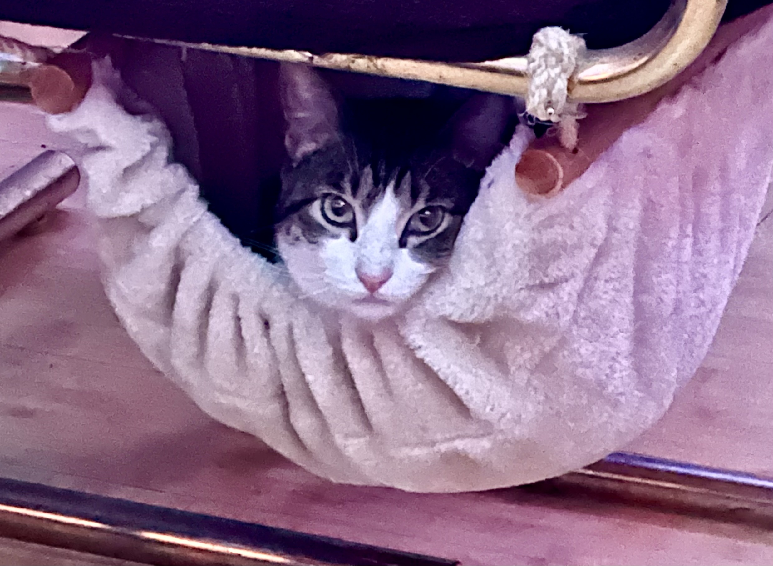 Picture of the Animal Listed