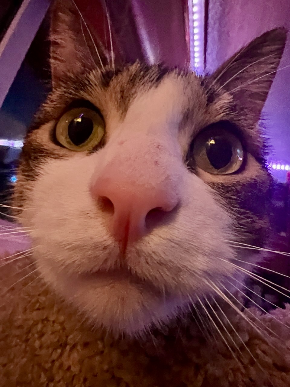 Picture of the Animal Listed