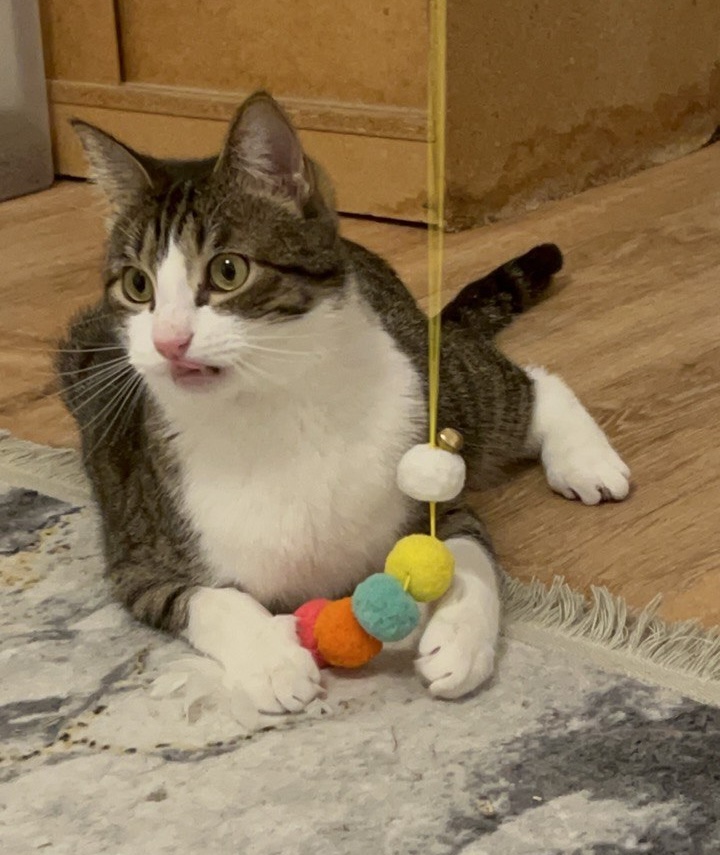 Picture of the Animal Listed