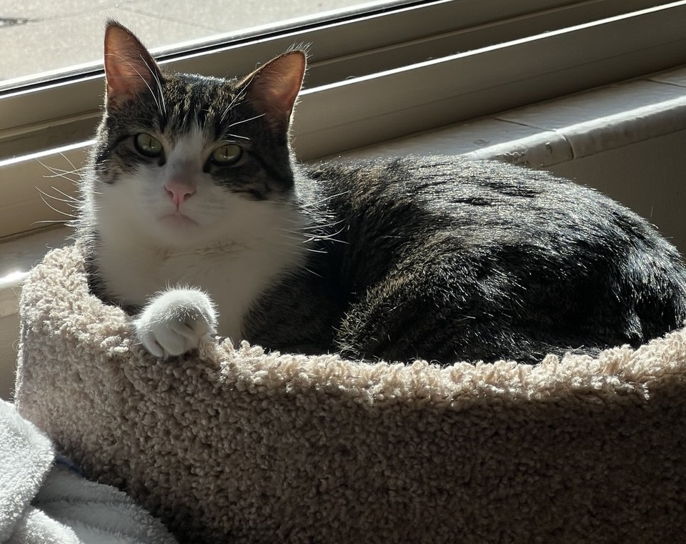 Picture of the Animal Listed