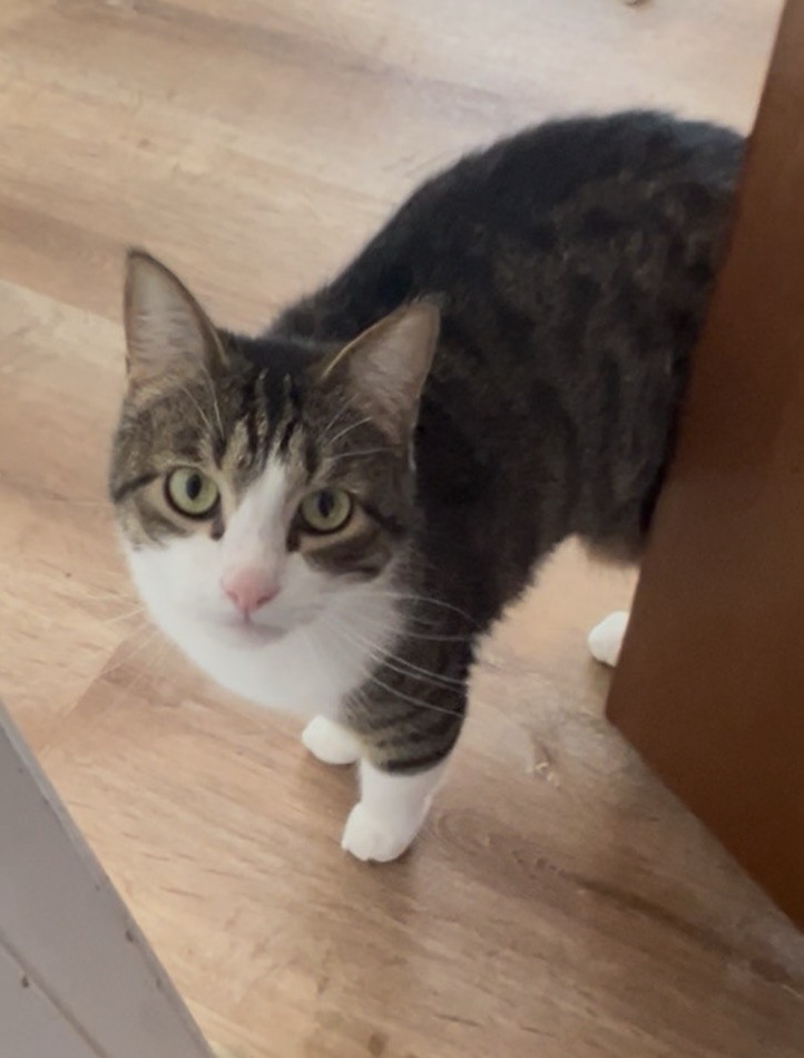 Picture of the Animal Listed