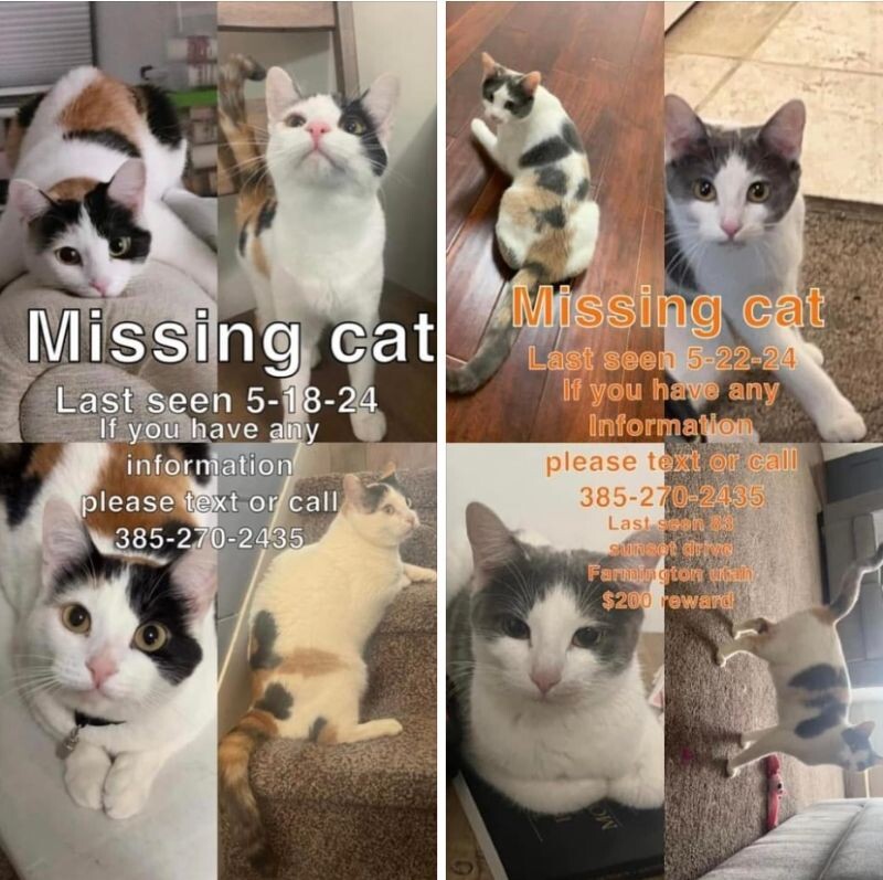 Picture of the Animal Listed