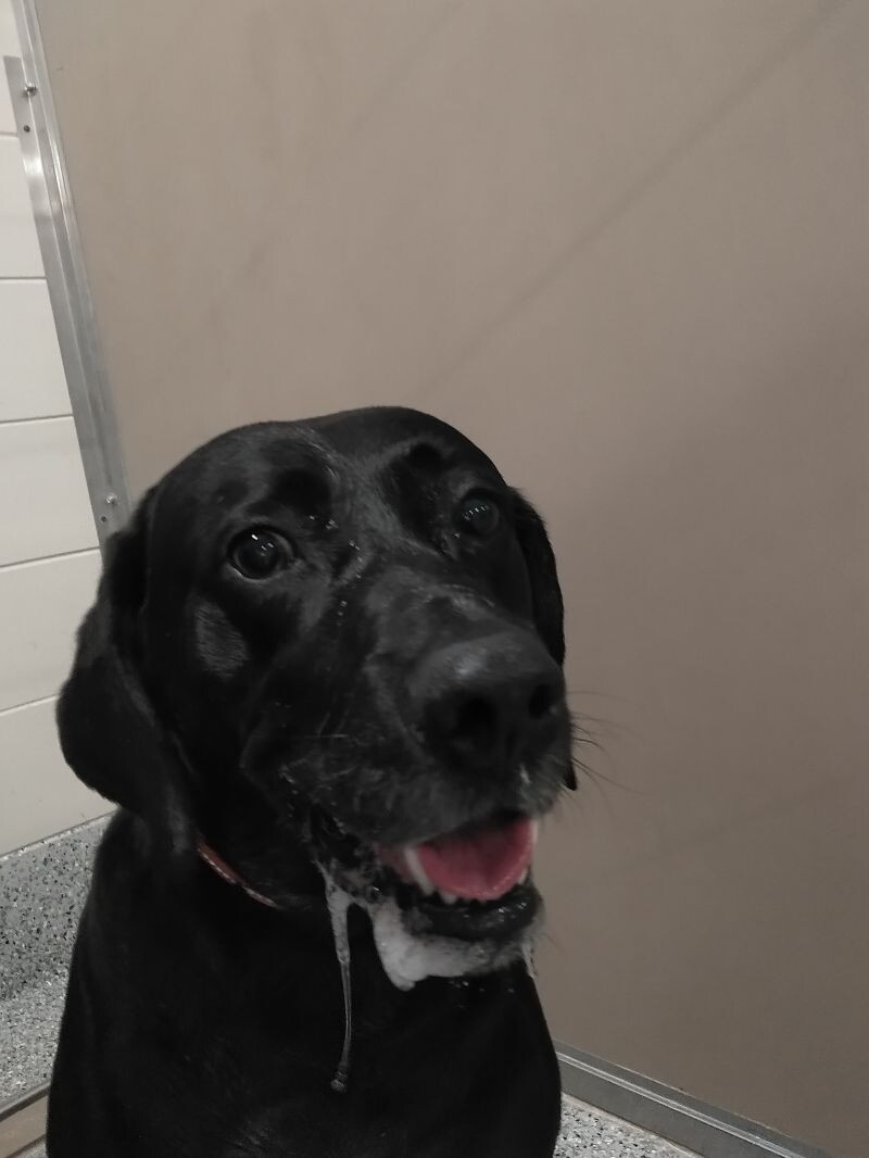 Picture of the Animal Listed