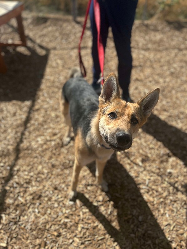 Picture of the Animal Listed