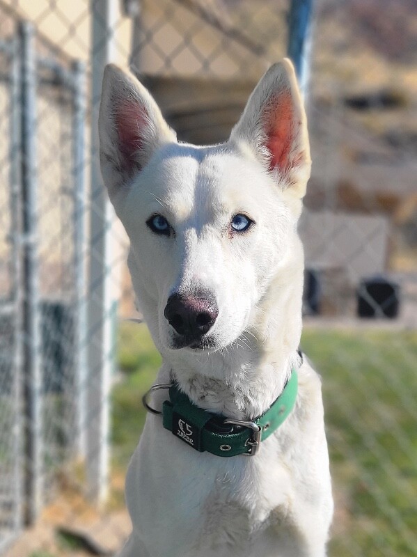 Picture of the Animal Listed