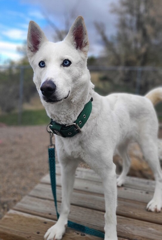 Picture of the Animal Listed