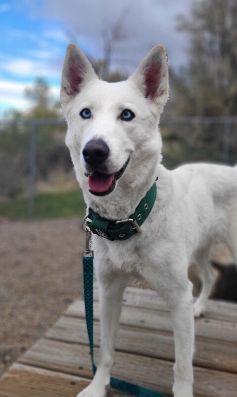 Picture of the Animal Listed