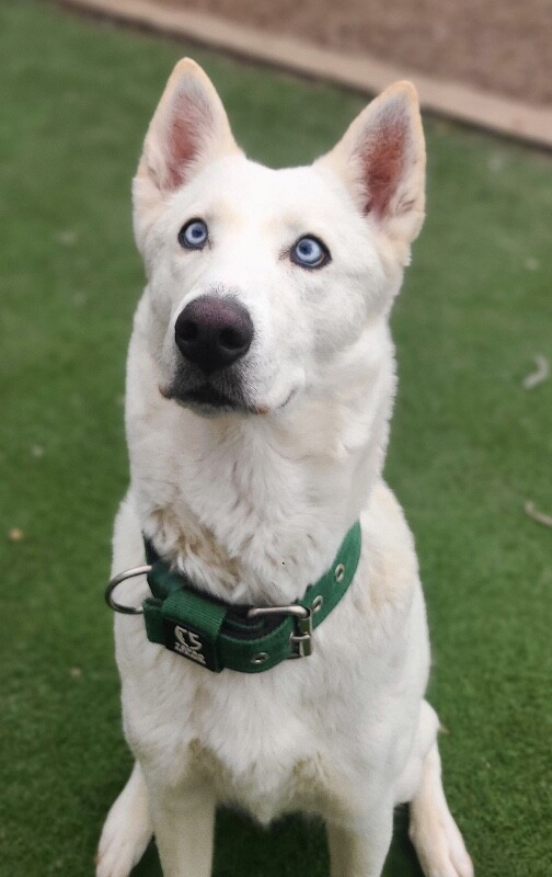 Picture of the Animal Listed