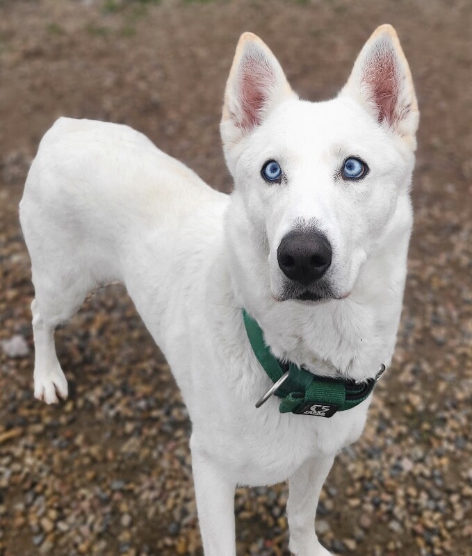 Picture of the Animal Listed