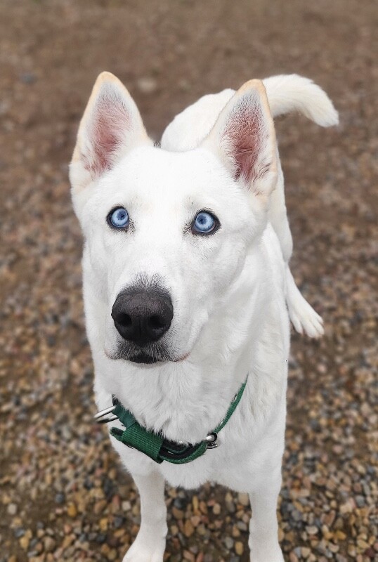 Picture of the Animal Listed