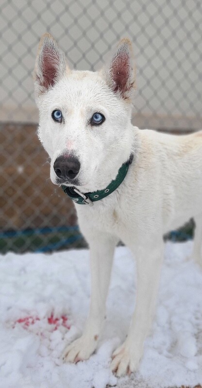 Picture of the Animal Listed