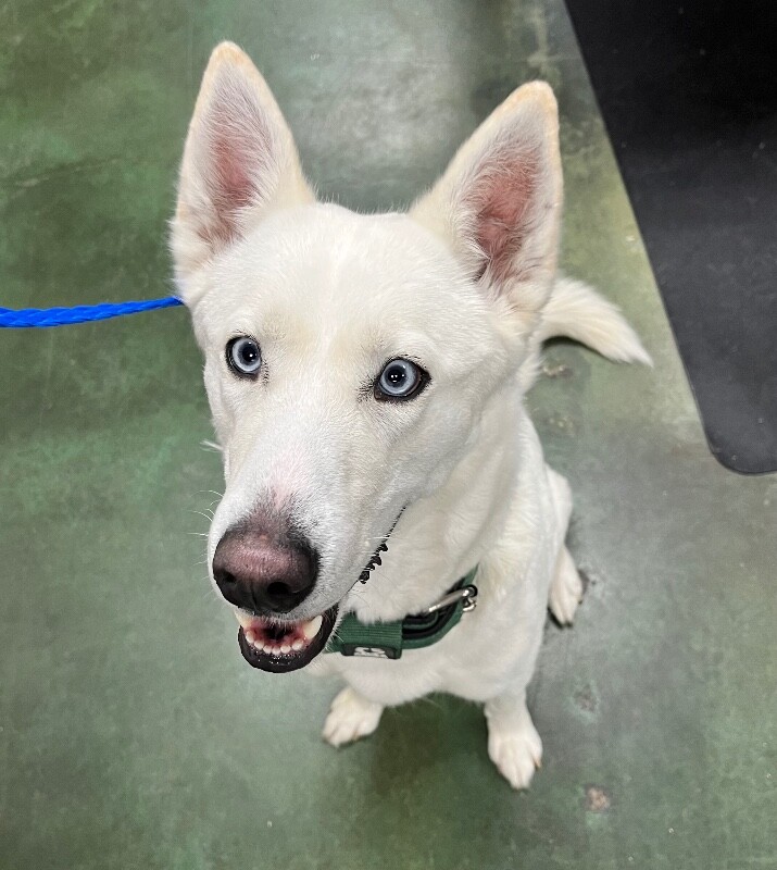 Picture of the Animal Listed