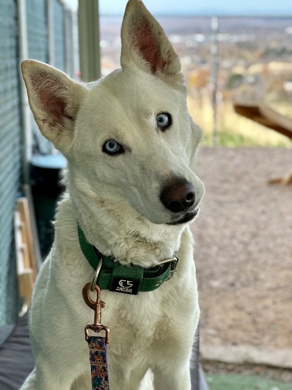 Picture of the Animal Listed