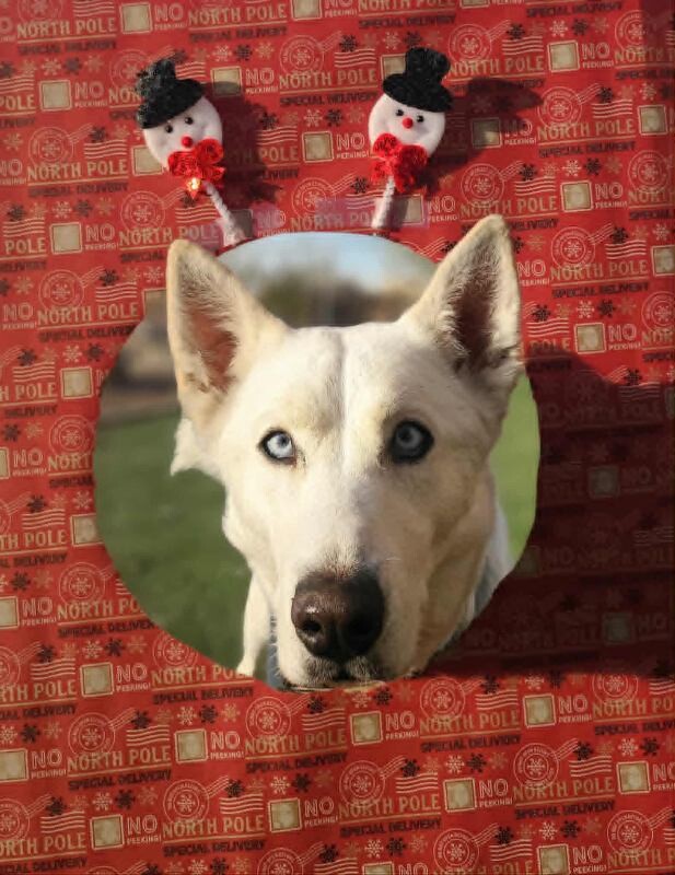 Picture of the Animal Listed