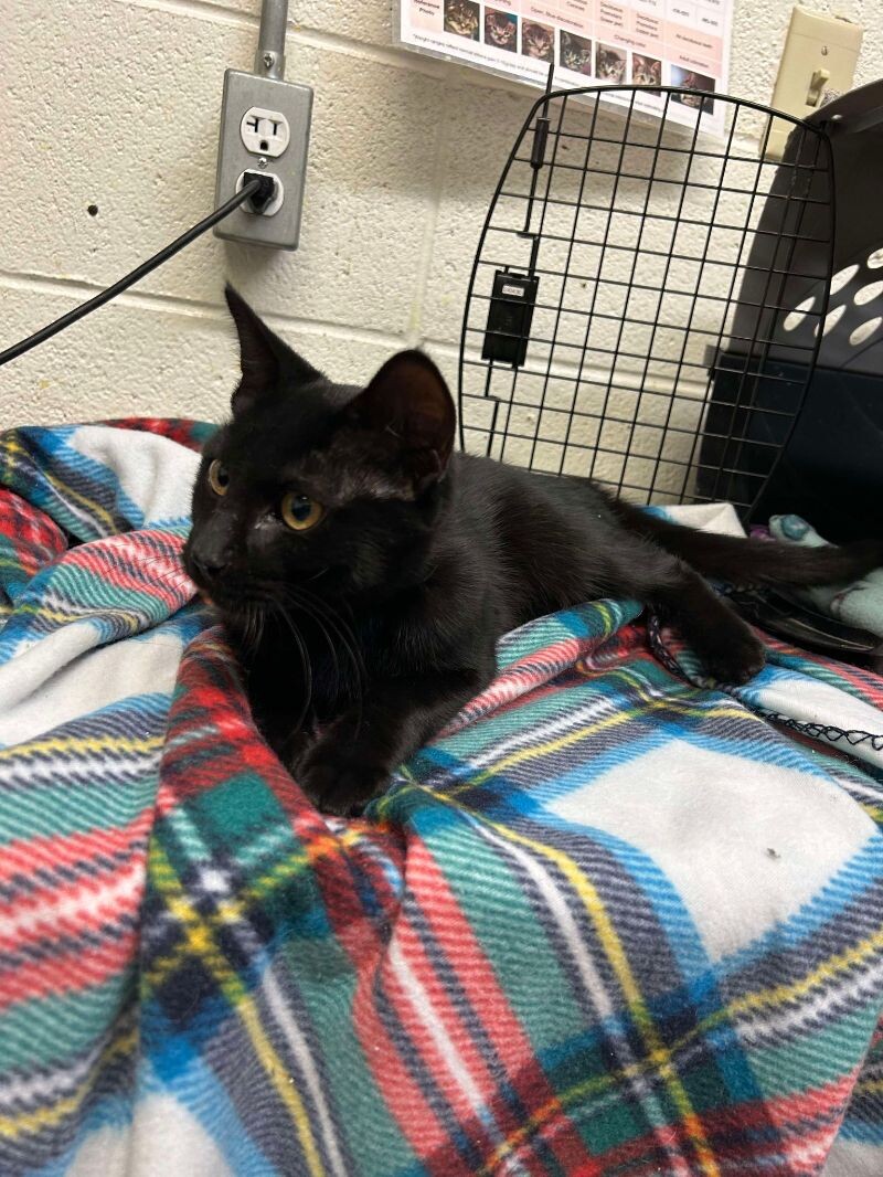 Picture of the Animal Listed