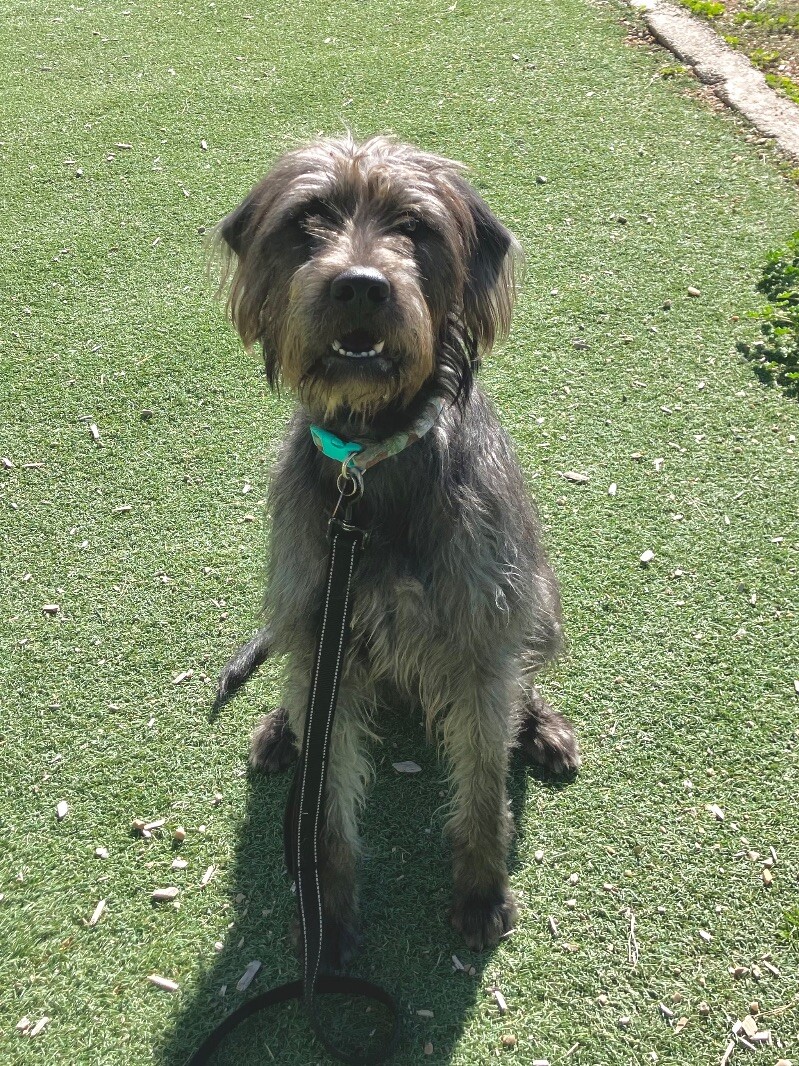 Picture of the Animal Listed