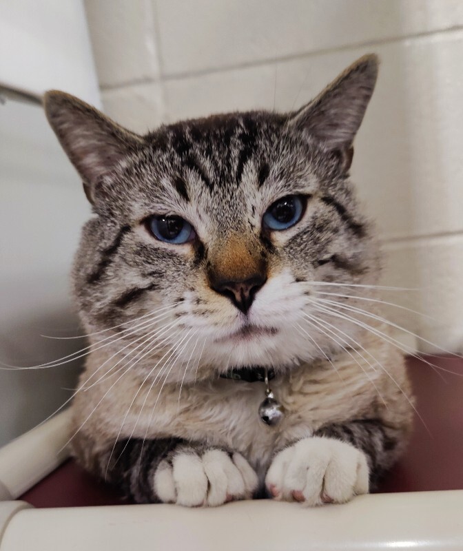 Picture of the Animal Listed