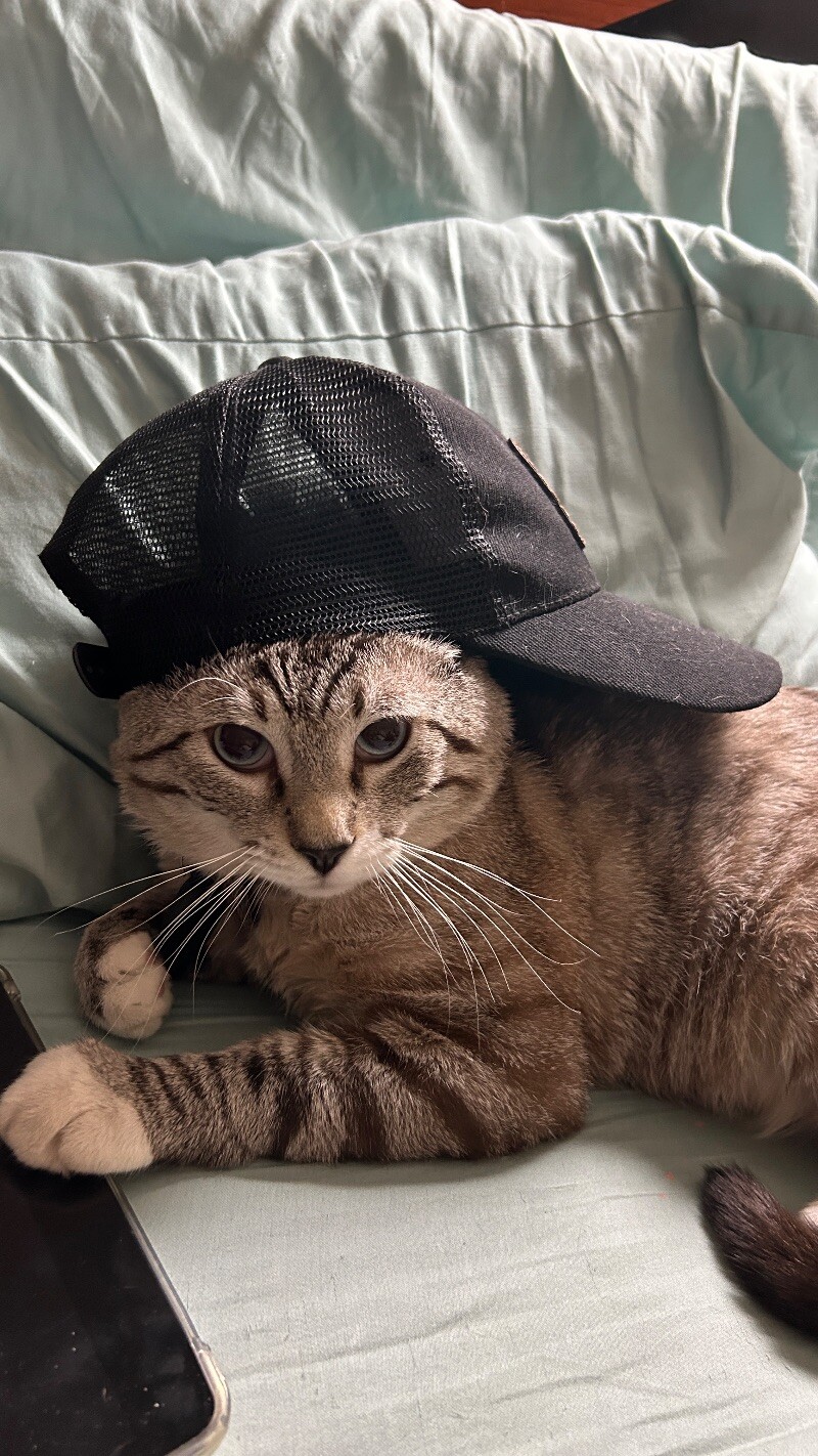 Picture of the Animal Listed