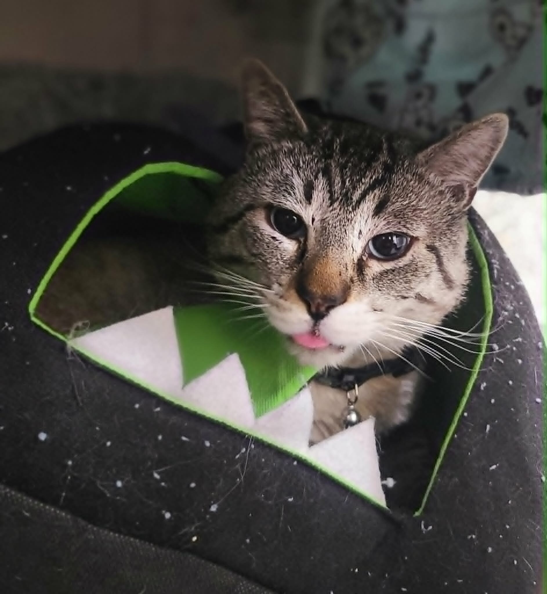 Picture of the Animal Listed