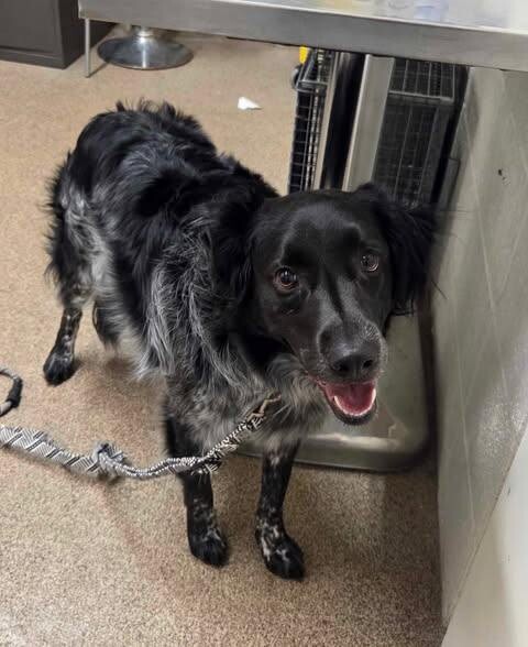 Picture of the Animal Listed